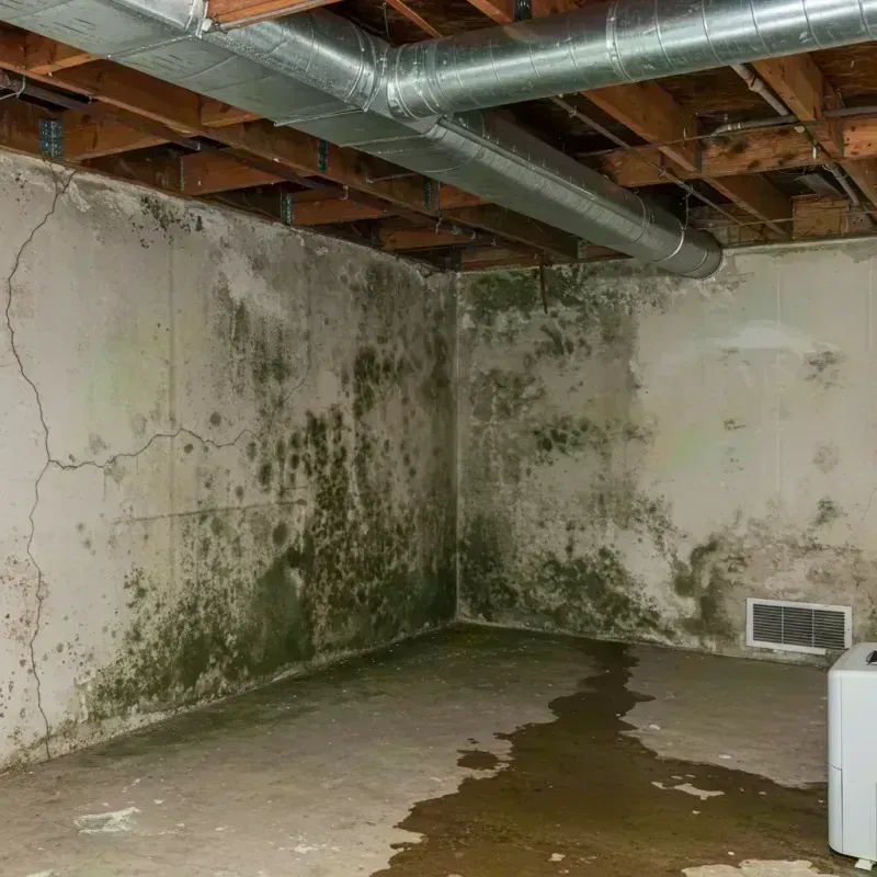 Professional Mold Removal in Stonewood, WV